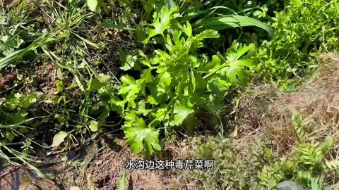 野外遇到这种有毒的芹菜