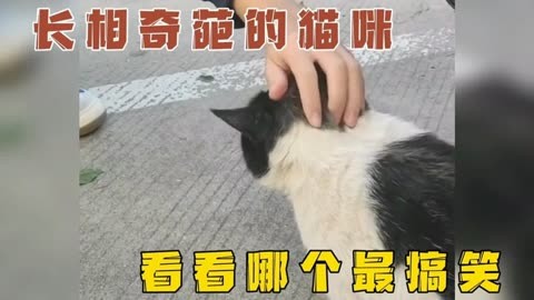 那些长相奇葩的猫咪