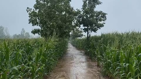 雨中田野图片