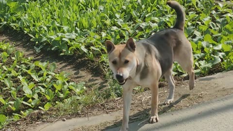 野生田螺狗真实图片图片