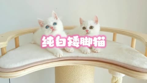 386  超可爱的纯白矮脚猫