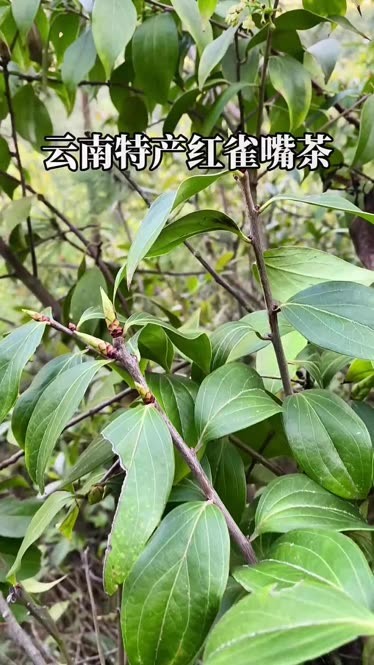 云南稀有特产雀嘴茶