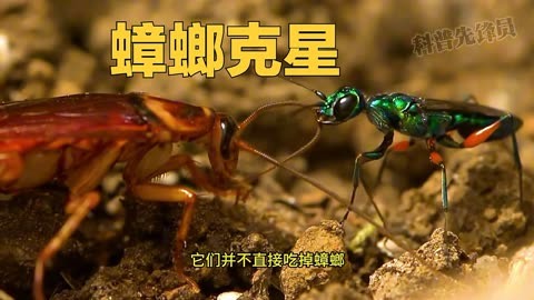 这才是蟑螂真正的克星 宝石黄蜂