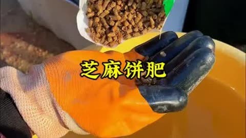 我的菜长的好是因为用这个芝麻饼肥 芝麻饼肥 种菜