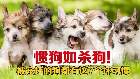 惯狗如杀狗!狗狗被宠坏的7个表现,很多人还没意识到