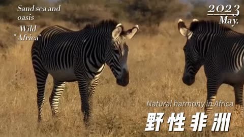 非洲野生世界 荒漠中的生存与塞伦盖蒂的繁衍  野生动物零距离